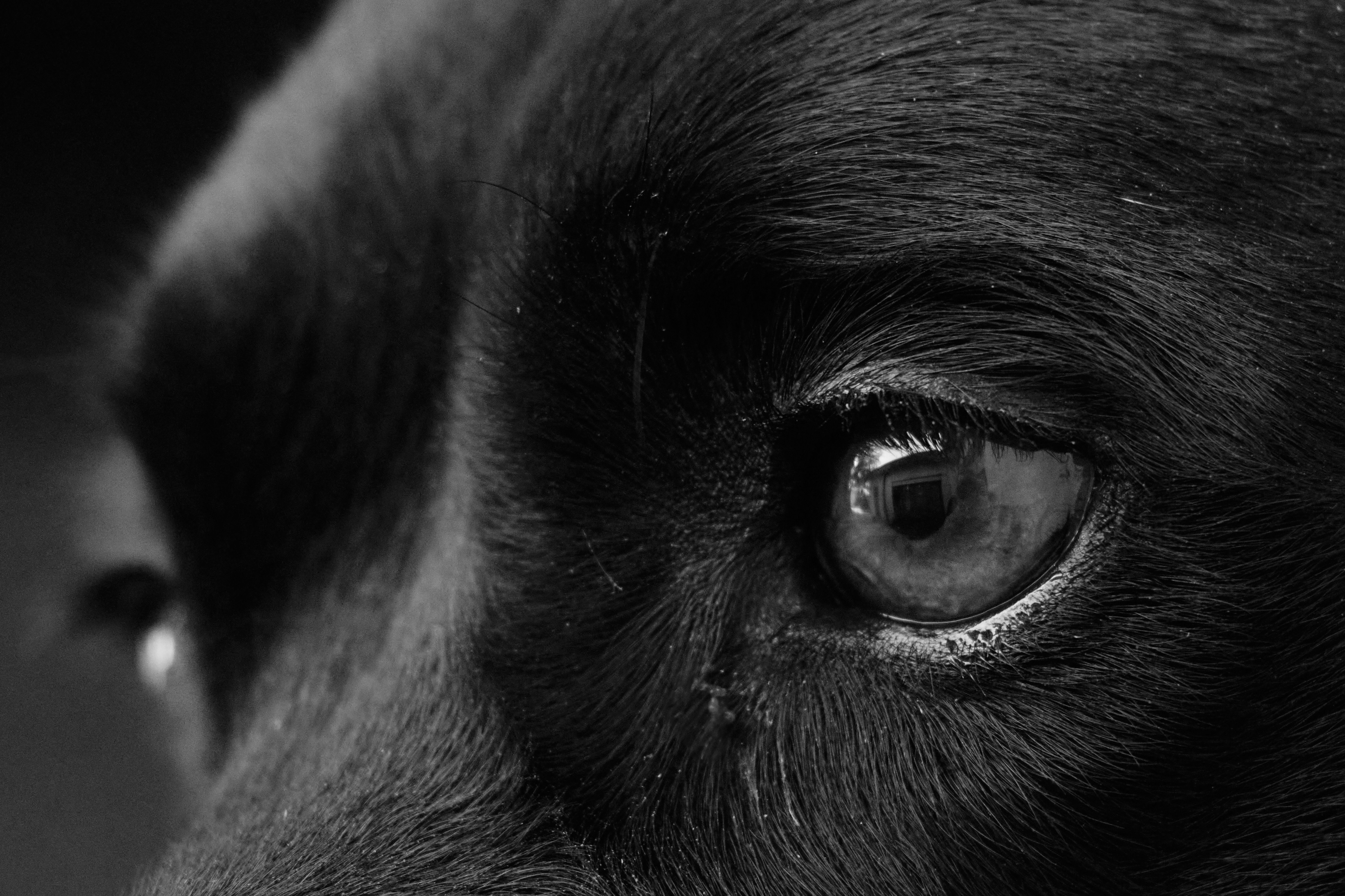 Dog Hero